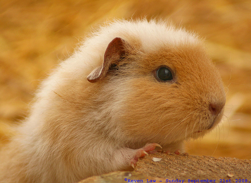 Guinea Pig