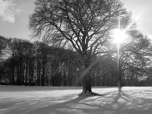 An enchanted forest