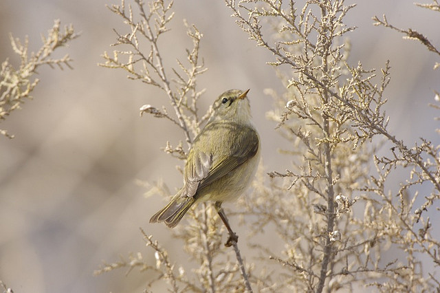 Common chaffinch